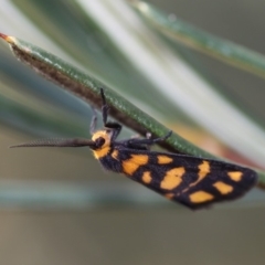 Asura lydia (Lydia Lichen Moth) at Undefined - 17 Oct 2014 by HarveyPerkins