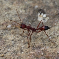 Myrmecia gulosa (Red bull ant) at Currarong, NSW - 25 Dec 2011 by HarveyPerkins