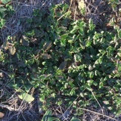 Veronica persica (Creeping Speedwell) at Hughes, ACT - 7 May 2018 by ruthkerruish