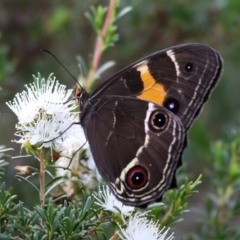 Tisiphone abeona (Varied Sword-grass Brown) at Currarong, NSW - 25 Dec 2011 by HarveyPerkins