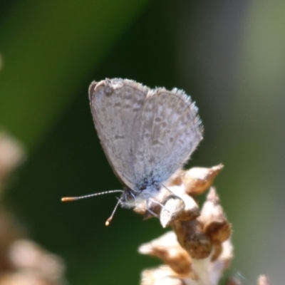 Zizina otis (Common Grass-Blue) at Currarong, NSW - 25 Dec 2011 by HarveyPerkins