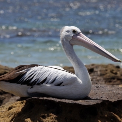 Pelecanus conspicillatus (Australian Pelican) at Currarong, NSW - 25 Dec 2011 by HarveyPerkins