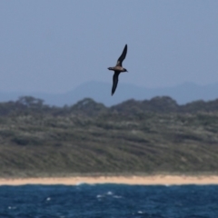 Ardenna tenuirostris (Short-tailed Shearwater, Muttonbird) at Jervis Bay Marine Park - 25 Dec 2011 by HarveyPerkins