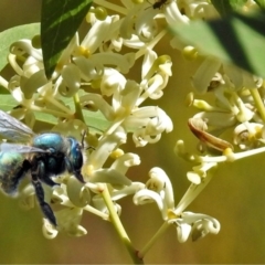 Xylocopa (Lestis) aerata (Golden-Green Carpenter Bee) at Acton, ACT - 7 May 2018 by RodDeb