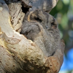 Aegotheles cristatus (Australian Owlet-nightjar) at Acton, ACT - 7 May 2018 by RodDeb