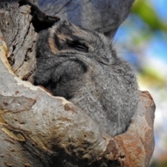 Aegotheles cristatus at Acton, ACT - 7 May 2018