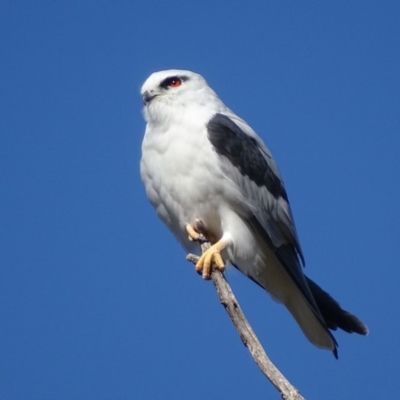 Elanus axillaris (Black-shouldered Kite) at Fyshwick, ACT - 7 May 2018 by roymcd