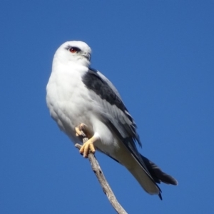 Elanus axillaris at Fyshwick, ACT - 7 May 2018