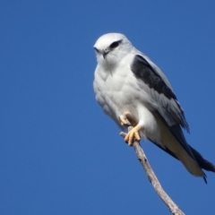 Elanus axillaris at Fyshwick, ACT - 7 May 2018