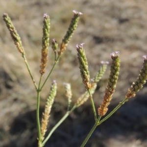 Verbena caracasana at Paddys River, ACT - 25 Mar 2018