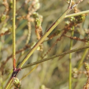 Verbena caracasana at Paddys River, ACT - 9 Apr 2018 05:40 PM