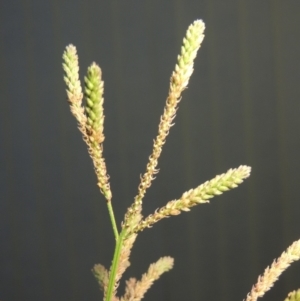 Verbena caracasana at Tennent, ACT - 14 Mar 2018