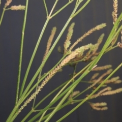 Verbena caracasana at Tennent, ACT - 14 Mar 2018 10:27 PM