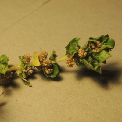 Alternanthera nana (Hairy Joyweed) at Paddys River, ACT - 15 Apr 2018 by michaelb