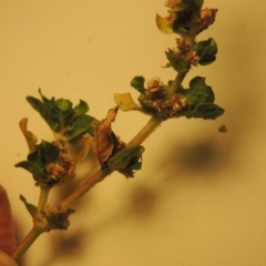 Alternanthera nana at Paddys River, ACT - 15 Apr 2018