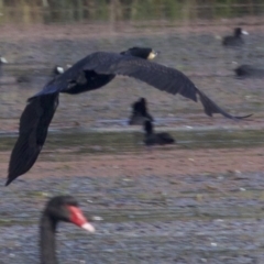 Phalacrocorax carbo (Great Cormorant) at Undefined - 25 Apr 2018 by jb2602