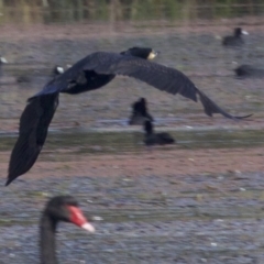 Phalacrocorax carbo (Great Cormorant) at Undefined - 25 Apr 2018 by jbromilow50