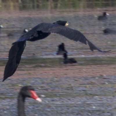 Phalacrocorax carbo (Great Cormorant) at Undefined - 25 Apr 2018 by jb2602