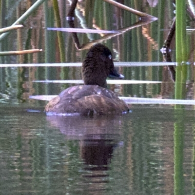 Aythya australis (Hardhead) at Undefined - 25 Apr 2018 by jb2602