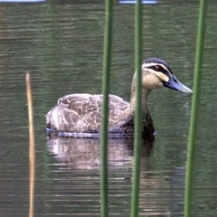 Anas superciliosa (Pacific Black Duck) at Undefined - 25 Apr 2018 by jb2602