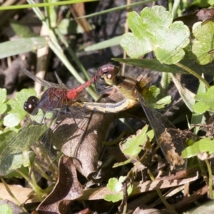 Diplacodes melanopsis at undefined - 23 Apr 2018 01:30 PM