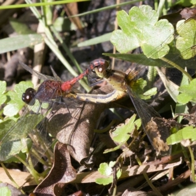 Diplacodes melanopsis (Black-faced Percher) at Undefined - 23 Apr 2018 by jb2602