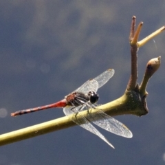 Diplacodes melanopsis at undefined - 23 Apr 2018 01:30 PM