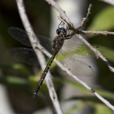 Hemicordulia australiae (Australian Emerald) at Undefined - 25 Apr 2018 by jbromilow50