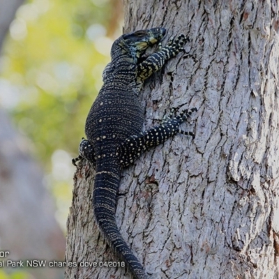 Varanus varius (Lace Monitor) at Meroo National Park - 11 Apr 2018 by CharlesDove