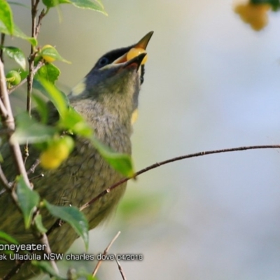 Meliphaga lewinii (Lewin's Honeyeater) at Ulladulla, NSW - 7 Apr 2018 by CharlesDove