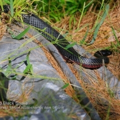 Pseudechis porphyriacus (Red-bellied Black Snake) at  - 4 Apr 2018 by CharlesDove