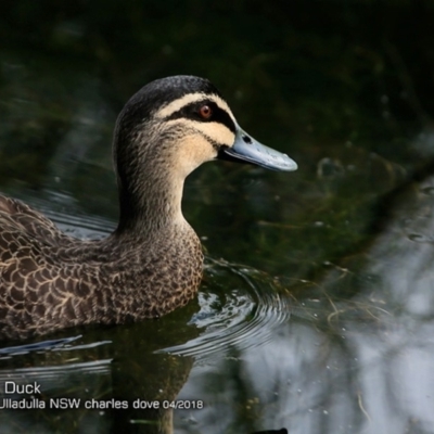 Anas superciliosa (Pacific Black Duck) at Ulladulla, NSW - 11 Apr 2018 by Charles Dove
