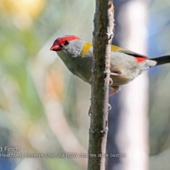 Neochmia temporalis (Red-browed Finch) at South Pacific Heathland Reserve - 14 Apr 2018 by Charles Dove