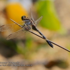 Orthetrum sabina (Slender Skimmer) at Meroo National Park - 8 Apr 2018 by CharlesDove