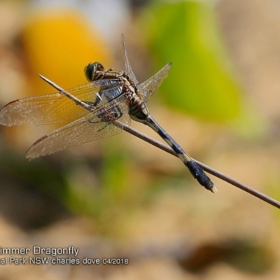 Orthetrum sabina (Slender Skimmer) at Meroo National Park - 8 Apr 2018 by CharlesDove