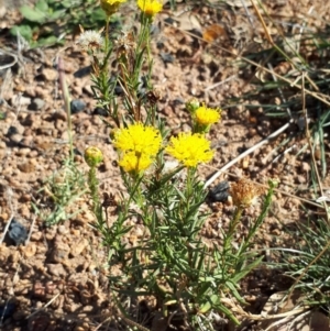 Rutidosis leptorhynchoides at Molonglo Valley, ACT - 11 Apr 2018 10:13 AM