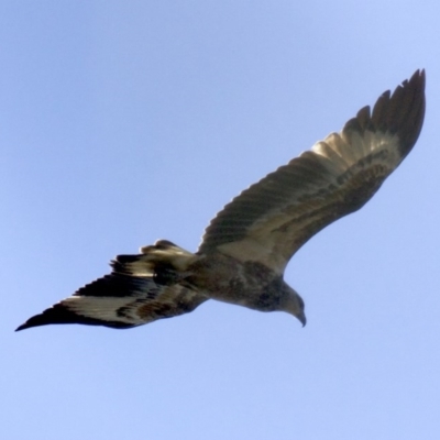 Haliaeetus leucogaster (White-bellied Sea-Eagle) at Undefined - 24 Apr 2018 by jbromilow50