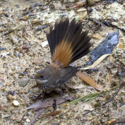 Rhipidura rufifrons (Rufous Fantail) at Mogo State Forest - 23 Mar 2018 by jb2602