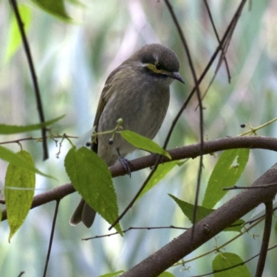 Caligavis chrysops (Yellow-faced Honeyeater) at Mogo State Forest - 23 Mar 2018 by jb2602
