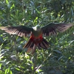 Alisterus scapularis (Australian King-Parrot) at Undefined - 25 Apr 2018 by jbromilow50