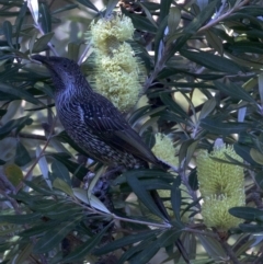 Anthochaera chrysoptera (Little Wattlebird) at Undefined - 24 Apr 2018 by jb2602