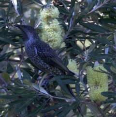 Anthochaera chrysoptera (Little Wattlebird) at Undefined - 24 Apr 2018 by jbromilow50