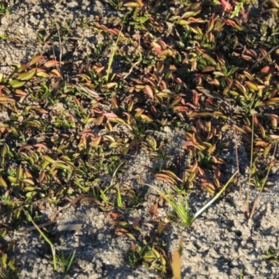 Ludwigia palustris (Marsh Purslane) at Point Hut to Tharwa - 9 Apr 2018 by MichaelBedingfield