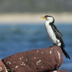 Microcarbo melanoleucos (Little Pied Cormorant) at Bar Beach, Merimbula - 8 May 2018 by Leo