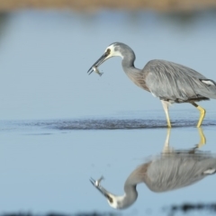 Egretta novaehollandiae (White-faced Heron) at Merimbula, NSW - 8 May 2018 by Leo