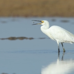 Egretta garzetta (Little Egret) at Merimbula, NSW - 7 May 2018 by Leo