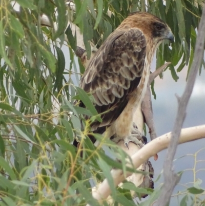 Hieraaetus morphnoides (Little Eagle) at Garran, ACT - 8 May 2018 by roymcd