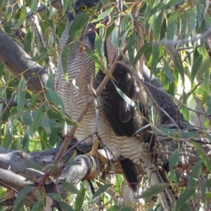 Tachyspiza fasciata at Garran, ACT - 8 May 2018