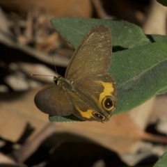 Hypocysta metirius (Brown Ringlet) at Undefined - 24 Apr 2018 by jb2602