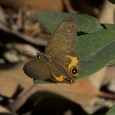 Hypocysta metirius (Brown Ringlet) at Undefined - 24 Apr 2018 by jb2602